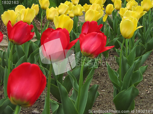 Image of Red And Yellow Tulips