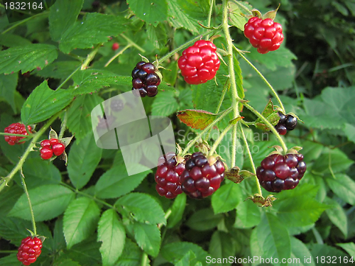Image of Blackberries Are Delicious!
