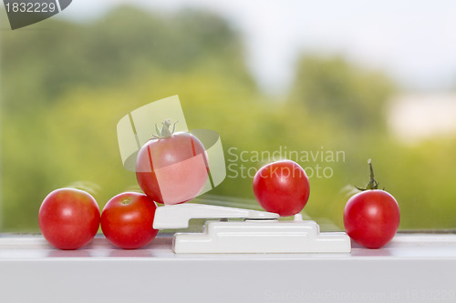 Image of Row of tomatoes on window sill