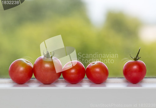 Image of Row of tomatoes on window sill