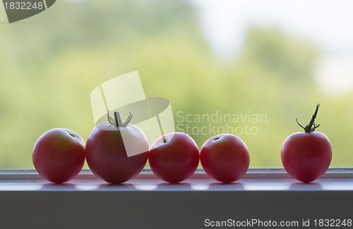 Image of Row of tomatoes on window sill