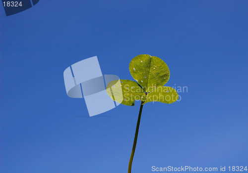 Image of white clover leaves