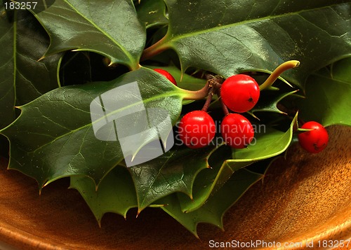 Image of Holly