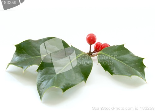 Image of Holly