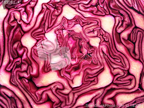 Image of Red Cabbage