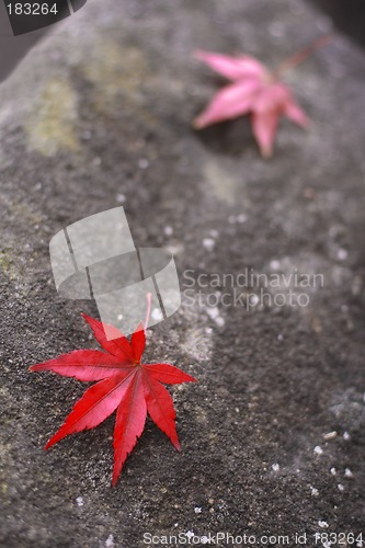 Image of Autumn story 1