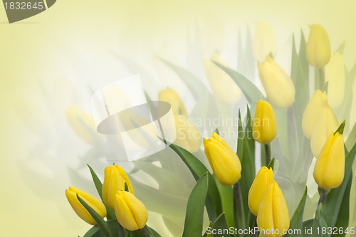 Image of Yellow tulips