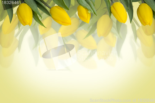 Image of Yellow tulips