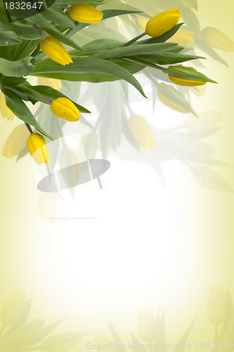 Image of Yellow tulips