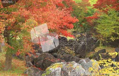 Image of Autumn Japanese garden