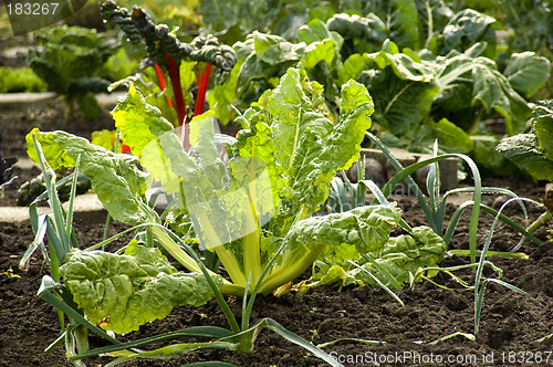 Image of Swiss chard 01