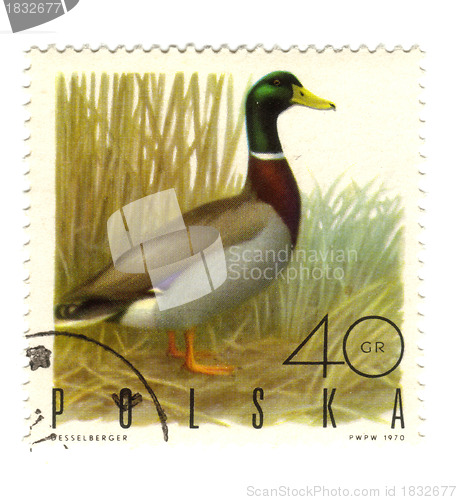 Image of POLAND - CIRCA 1970: a stamp printed in Poland, shows duck, circ