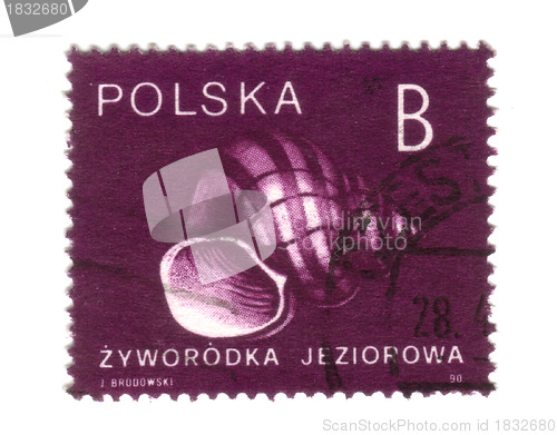 Image of POLAND - CIRCA 1990: A stamp printed in POLAND shows snail, circ