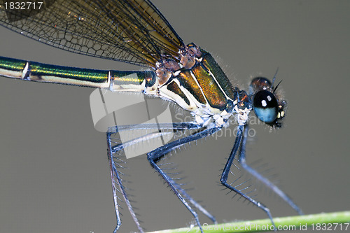 Image of damselfly resting on leaf; particular
