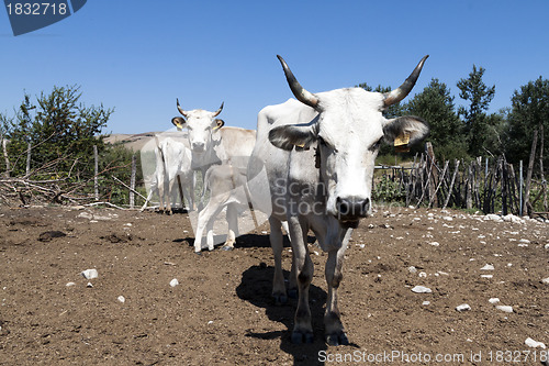 Image of close-up of a cow