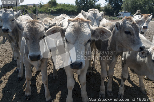 Image of the farmer and the calf