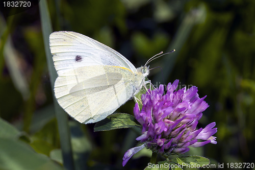 Image of Butterfly Lycaedes on flower