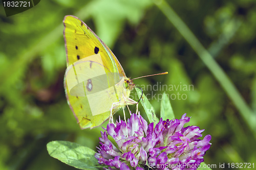 Image of Butterfly Cloudless Sulphur on flower