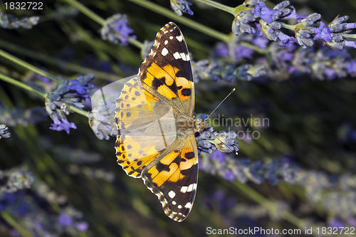 Image of Butterfly Vanessa Atlanta on flower