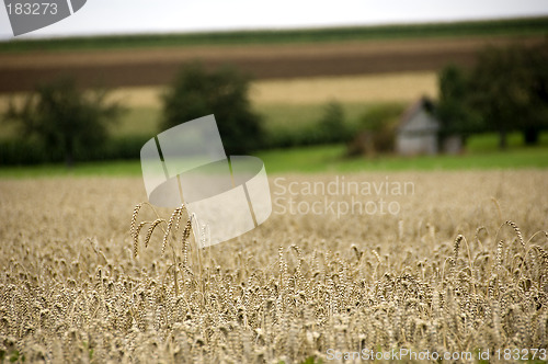 Image of Spelt ears