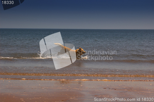 Image of Beach Dog