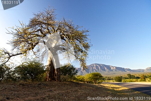 Image of Baobab tree 