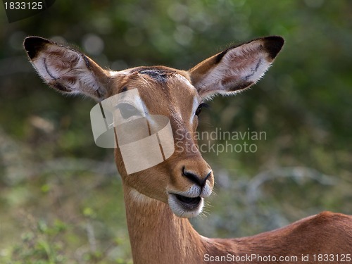 Image of Impala 