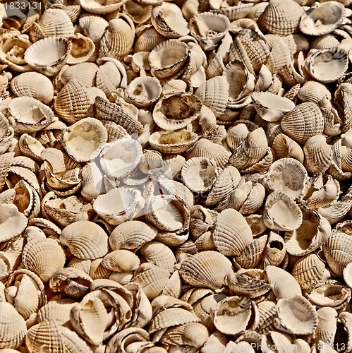 Image of Shells