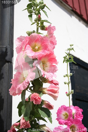 Image of Hollyhock