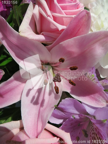 Image of Lily in blossom