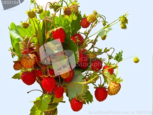 Image of Beautiful wild strawberry found in a wood