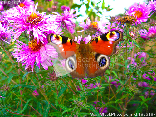 Image of The peacock eye on the aster