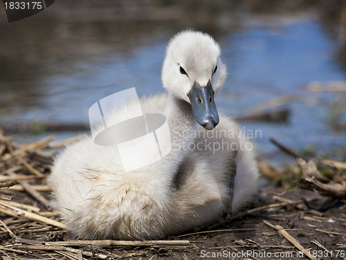 Image of Cygnet