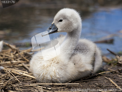 Image of Cygnet profile