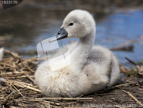 Image of Cygnet profile