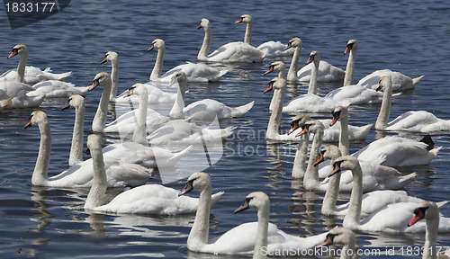 Image of Group of swans swimming