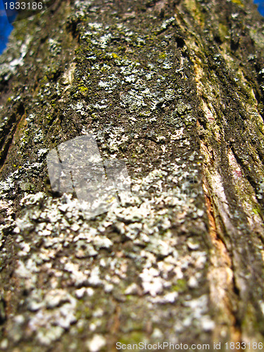 Image of Dark bark of a tree