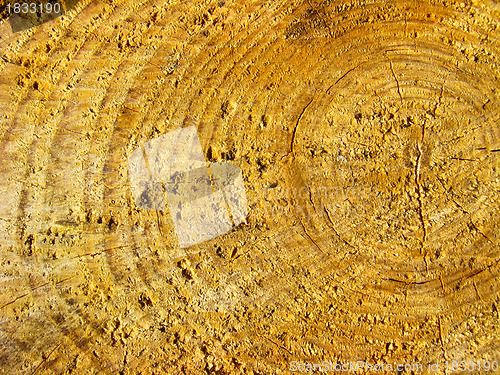 Image of Pattern on a cut of a tree