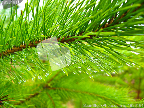 Image of Green branches of a young pine with water drop