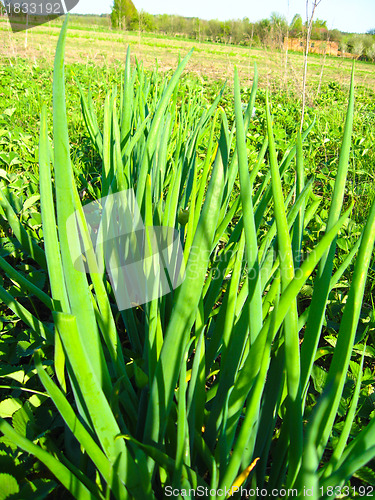 Image of Bed of a green onions