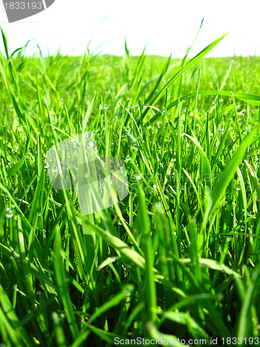 Image of Dewdrop on a green blade