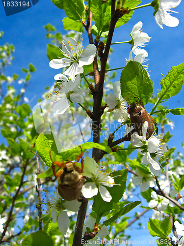 Image of Chafers climbing on blossoming plum
