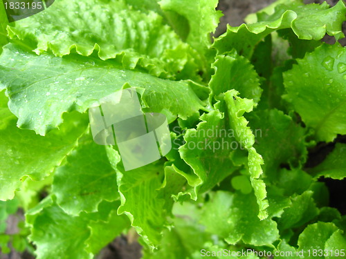 Image of Green leaves of useful lettuce