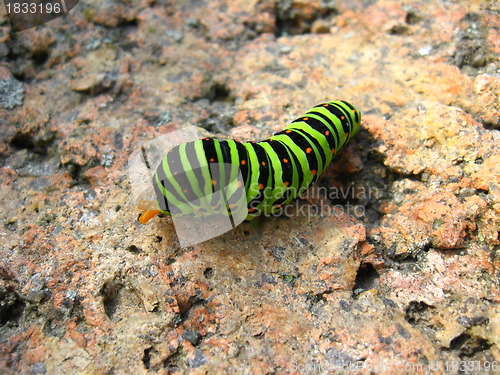 Image of Caterpillar of the butterfly  machaon on the stone