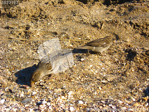 Image of Two sparrows on a grey background