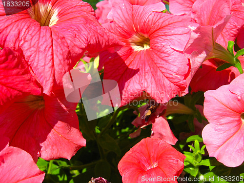 Image of Some beautiful red flowers