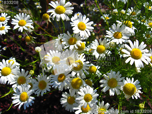 Image of beautiful white chamomiles