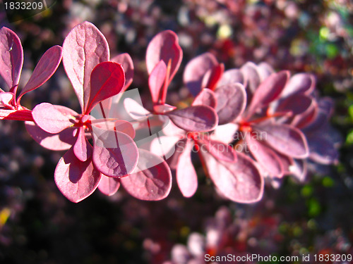 Image of Some beautiful red leaves of bush