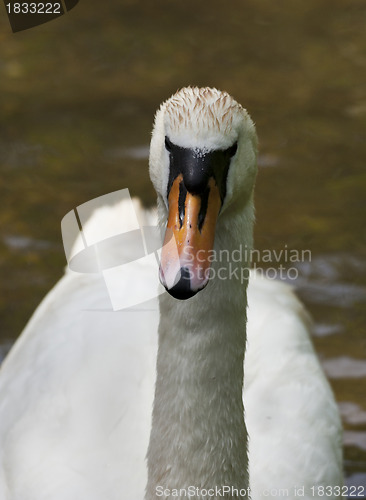 Image of Swan