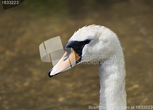 Image of Swan in profile